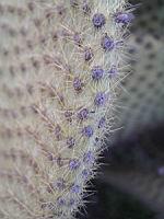 Opuntia Scheerii (fam Cactacees) (Mexique) (4) (Photo F. Mrugala)